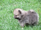 N�meck� �pic trpasli�� / Pomeranian