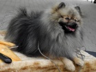 N�meck� �pic trpasli�� / Pomeranian