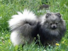 N�meck� �pic trpasli�� / Pomeranian