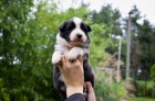 �t���tka Border kolie s PP (fenky, pejsci)