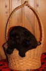 Labrador retriever tmav oko s PP a t.Chesapeake