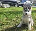 Sib�rsky husky �te�at�.