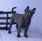 Thajs� Ridgeback - modr� hol���ka s PP