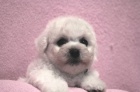 Bi�onek - Bichon Fris�