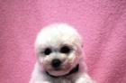 Bi�onek - Bichon Fris�