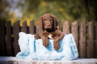 Chesapeake bay retriver s PP (jako hnd labrador)