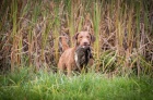 Chesapeake bay retriver s PP (jako hnd labrador)