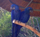 Hyacint papou�ci pro prodej