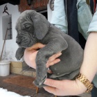 N�meck� doga modr�