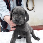 N�meck� doga modr�