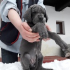 N�meck� doga modr�