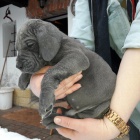 N�meck� doga modr�