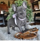 Francouzsk� buldo�ek