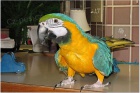 V�noce Ara Ararauna papou�ci  pro prodej