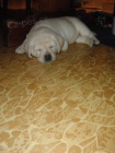 Labradorsk� retriever s PP