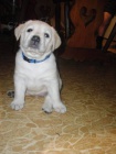 Labradorsk� retriever s PP