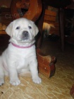 Labradorsk� retriever s PP