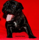 Francouzsk� buldo�ek