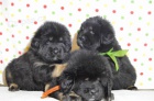 Tibetska doga s PP