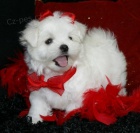 Prod�m �t���tka mini malt�z��ka, oba rodi�e m�me doma. K odb�ru ihned. Cena 2.000 K�.