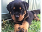 N�mec Rottweilers