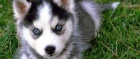 Pomsky �t��ata