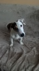 NABIZ�M PSA JACK RUSSELL KE KRYT�