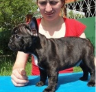 Francouzsk� buldo�ek