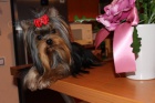 Prod�m pejska jork��rsk�ho teriera