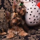 Jork��rsk� teri�r