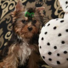 Jork��rsk� teri�r