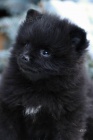 Pomeranian s PP