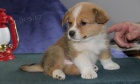  Pembroke welsh corgi �t��ata.