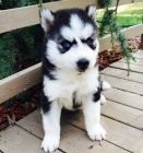 �t��ata Sibi�sk�ho huskyho s PP.