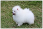 Pomeranian �t��ata s PP.