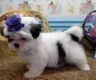 Shih Tzu �t��ata s PP.