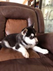 alaskan malamute �t��ata