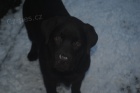 Labradorsk� retr�vr-hn�d� a �ern� �t�n�tko s PP