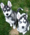 12 t�dn� mu�sk� a sami�� pln� plemeno siberian husky �t���tka