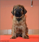 Briard plav� �t���tka