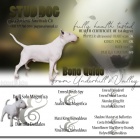 Nab�dka ke krit� 