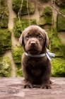 Labradorsk� retr�vr- �t�n�tka s PP