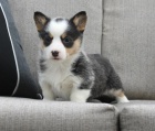 �t��ata Welsh Corgi (Pembroke) pot�ebuj� nov� domovy