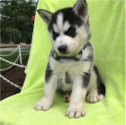 �t��ata Sibi�sky husky s PP.