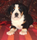 Velk� �v�carsk� sala�nick� pes