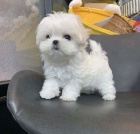 Malt�zsk� ps�k na prodej bez PP