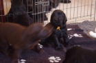 �t���tka Flat Coated Retriever