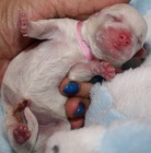 Bi�onek - Bichon Fris�