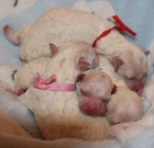 Bi�onek - Bichon Fris�