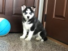 Sibi�sk� husky �t�n�.